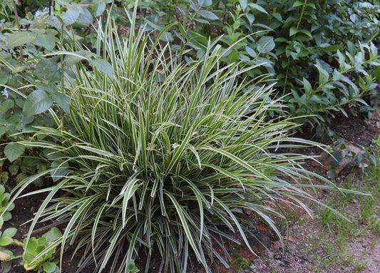 Carex morrowii 'Ice Dance' (Zegge)