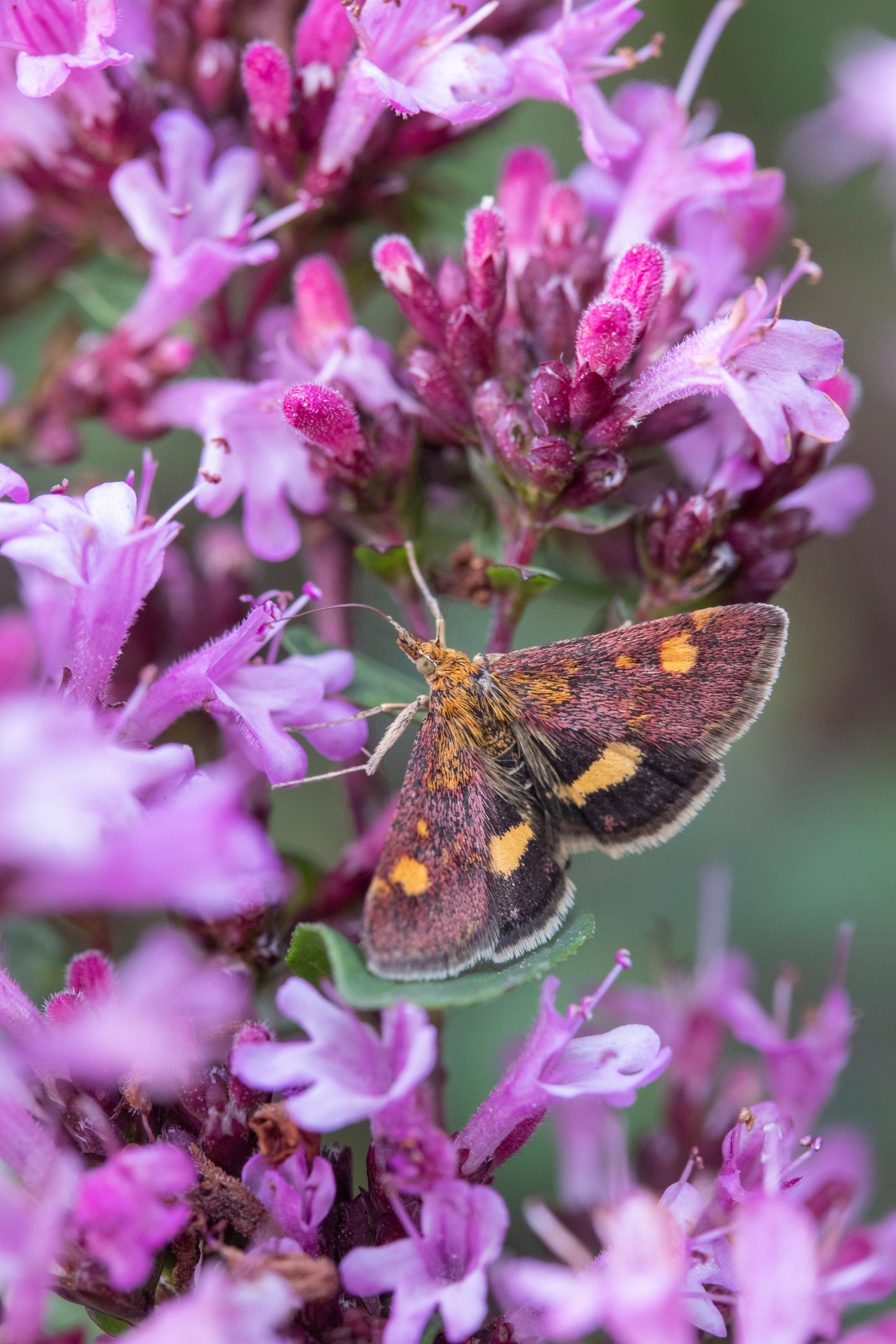 Origanum laevigatum 'Herrenhausen' (Siermarjolein)