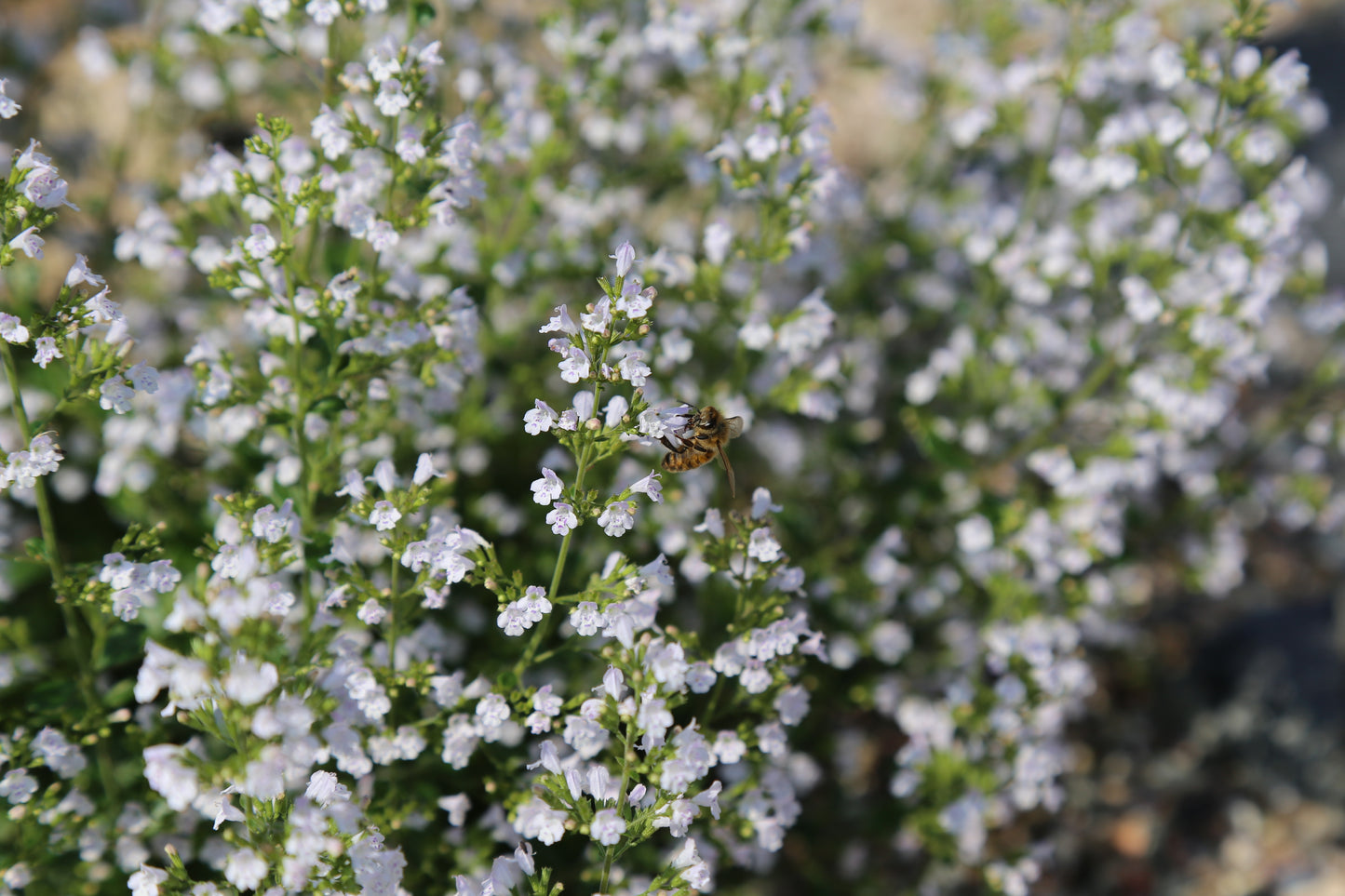 Calamintha nepeta (Bergsteentijm)