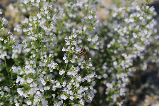 Calamintha nepeta (Bergsteentijm)