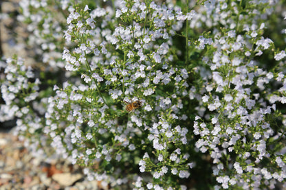 Calamintha nepeta (Bergsteentijm)