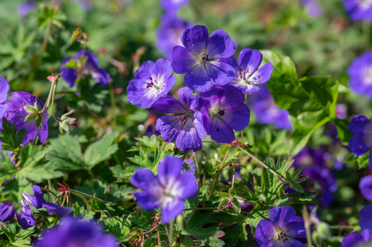 Geranium 'Rozanne' (Ooievaarsbek)