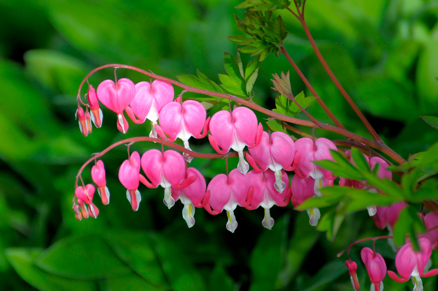 Dicentra spectabilis (Gebroken hartje)