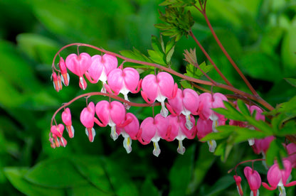 Dicentra spectabilis (Gebroken hartje)