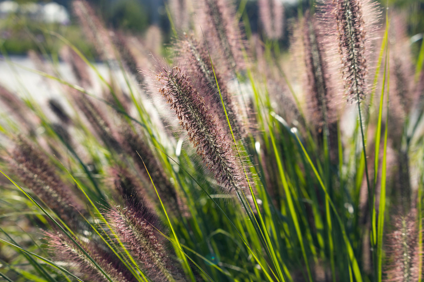 Pennisetum alopecuroides 'Redhead' (Lampenpoetsersgras)