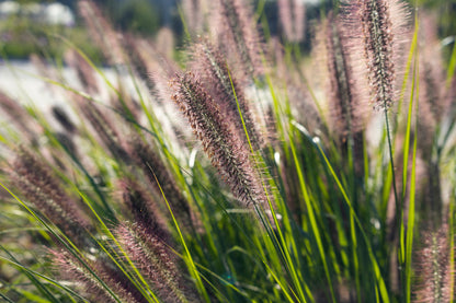 Pennisetum alopecuroides 'Redhead' (Lampenpoetsersgras)