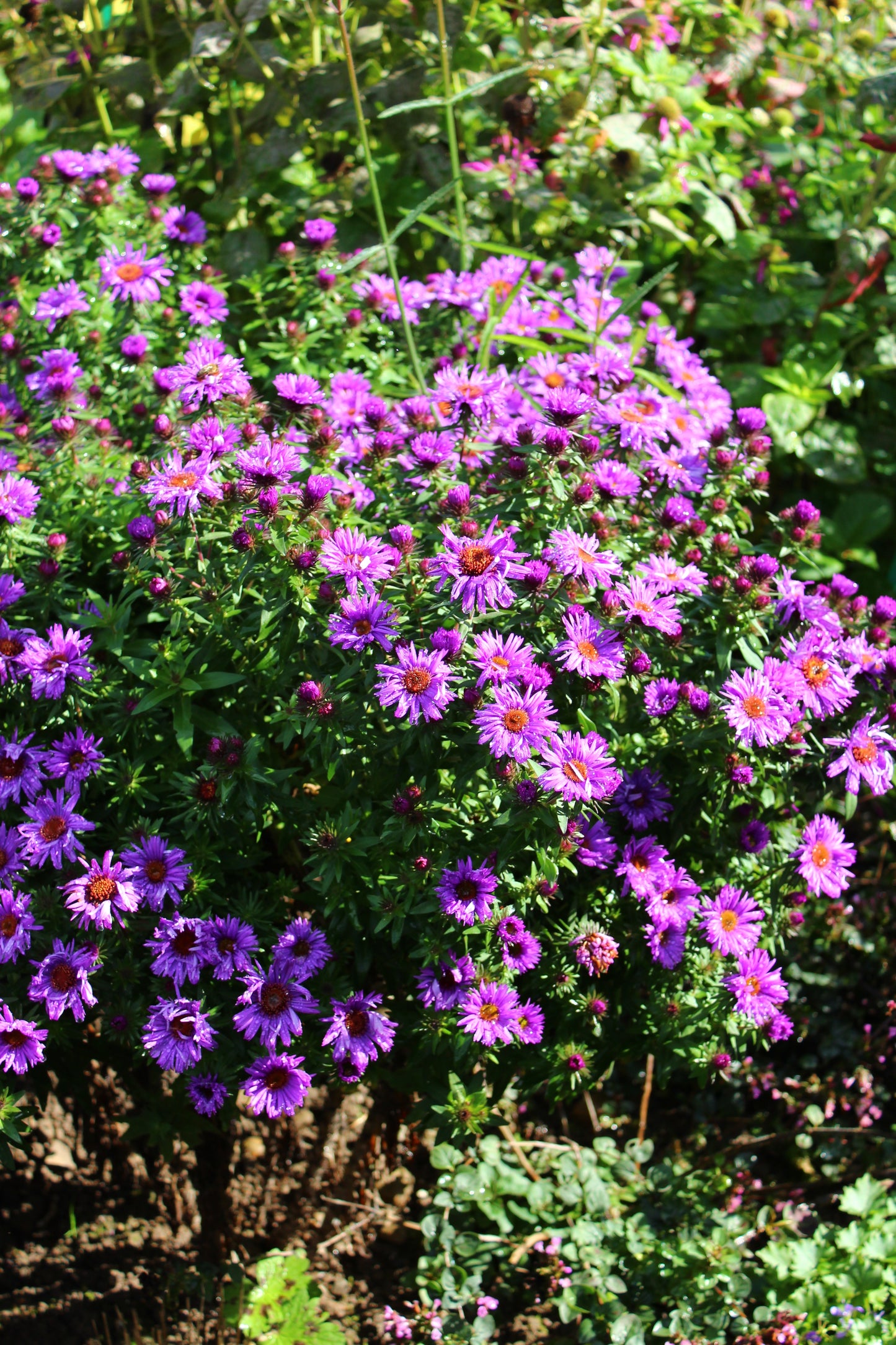 Aster novae-angliae 'Purple Dome' (Herfstaster)