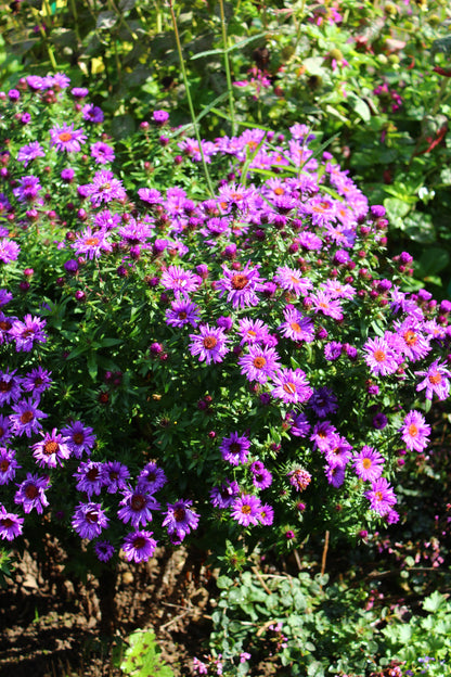 Aster novae-angliae 'Purple Dome' (Herfstaster)