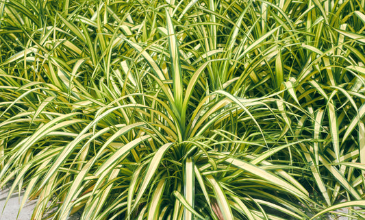 Carex oshimensis 'Evergold' (Zegge)