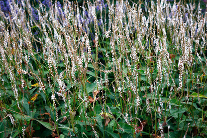 Persicaria amplexicaulis 'Alba' (Duizendknoop)