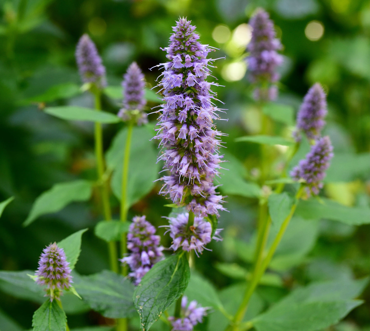 Agastache 'Blue Fortune' (Dropplant)