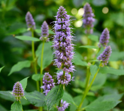 Agastache 'Blue Fortune' (Dropplant)