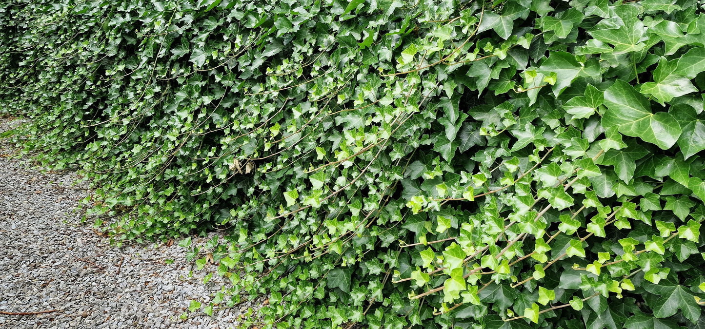 Hedera hibernica (Atlantische Klimop)