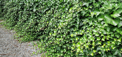 Hedera hibernica (Atlantische Klimop)