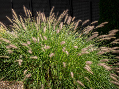 Pennisetum alopecuroides 'Hameln' (Lampenpoetsersgras)