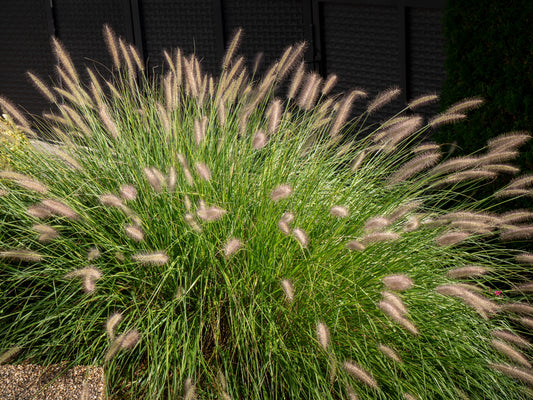 Pennisetum alopecuroides 'Hameln' (Lampenpoetsersgras)