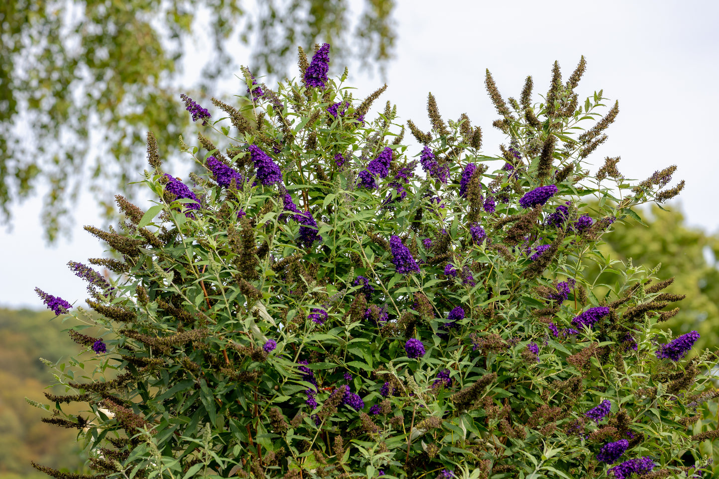Buddleja davidii 'Black Knight' (Donkerpaarse Vlinderstruik)