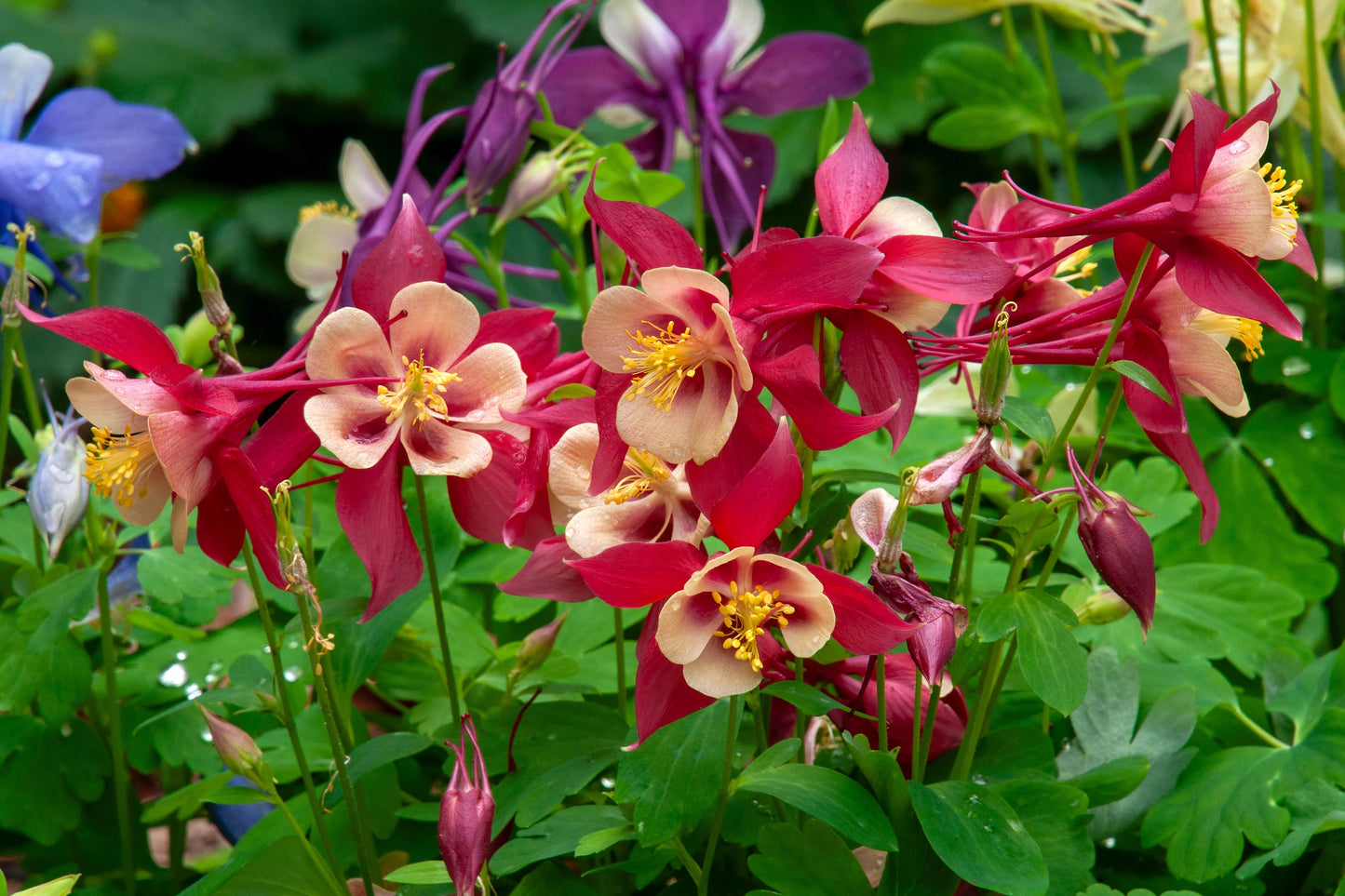 Aquilegia 'Crimson Star' (Akelei)