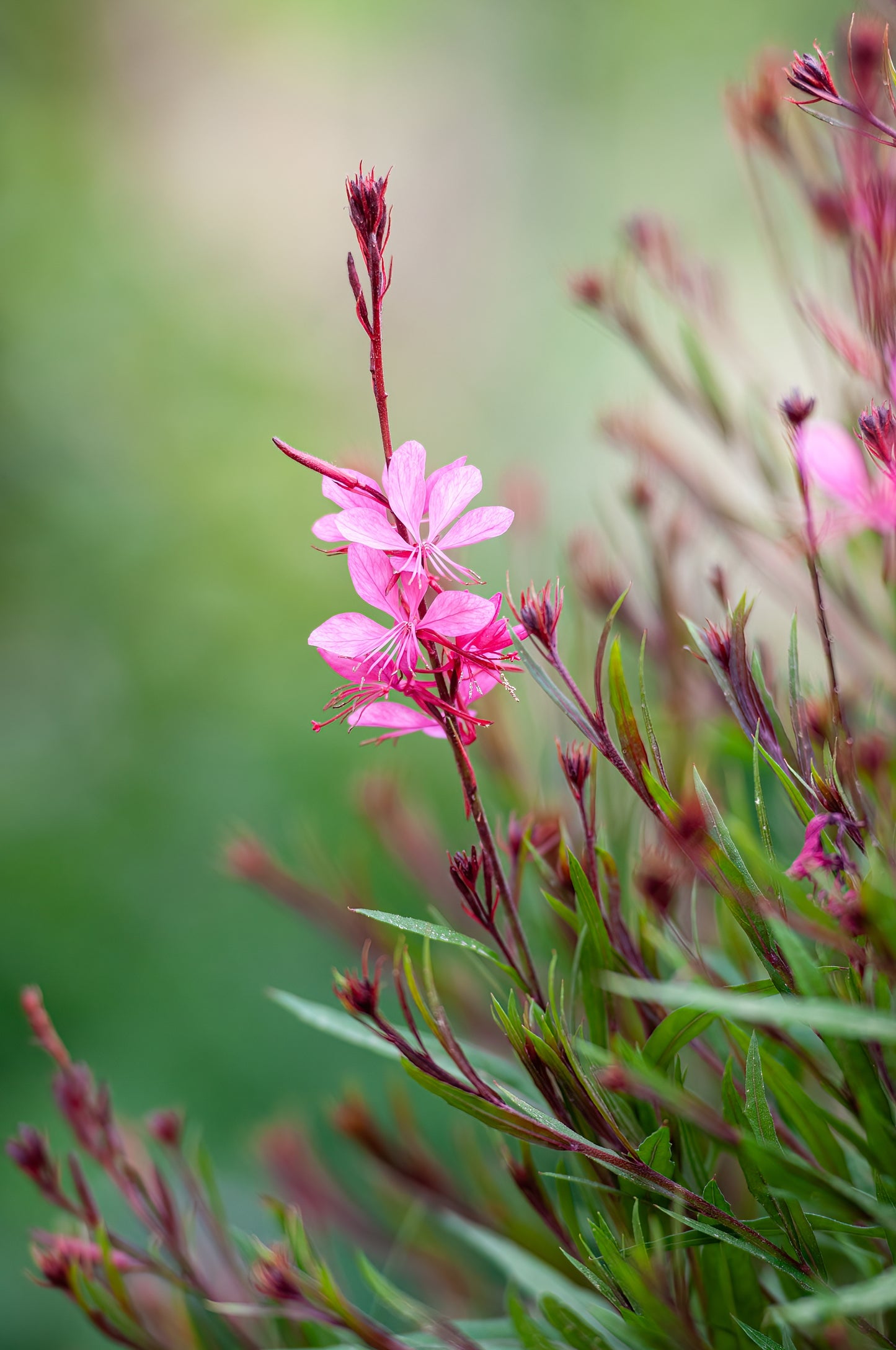 Gaura lindheimeri 'Siskiyou Pink' (Prachtkaars)