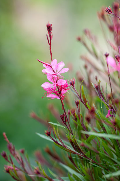 Gaura lindheimeri 'Siskiyou Pink' (Prachtkaars)