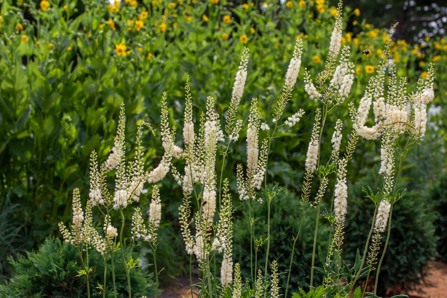 Actaea simplex 'White Pearl' (Zilverkaars)