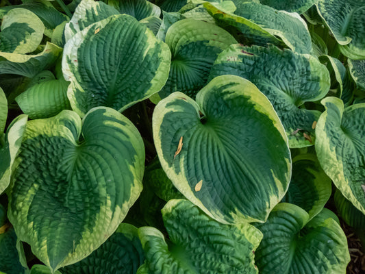 Hosta 'Frances Williams' (Hartlelie)