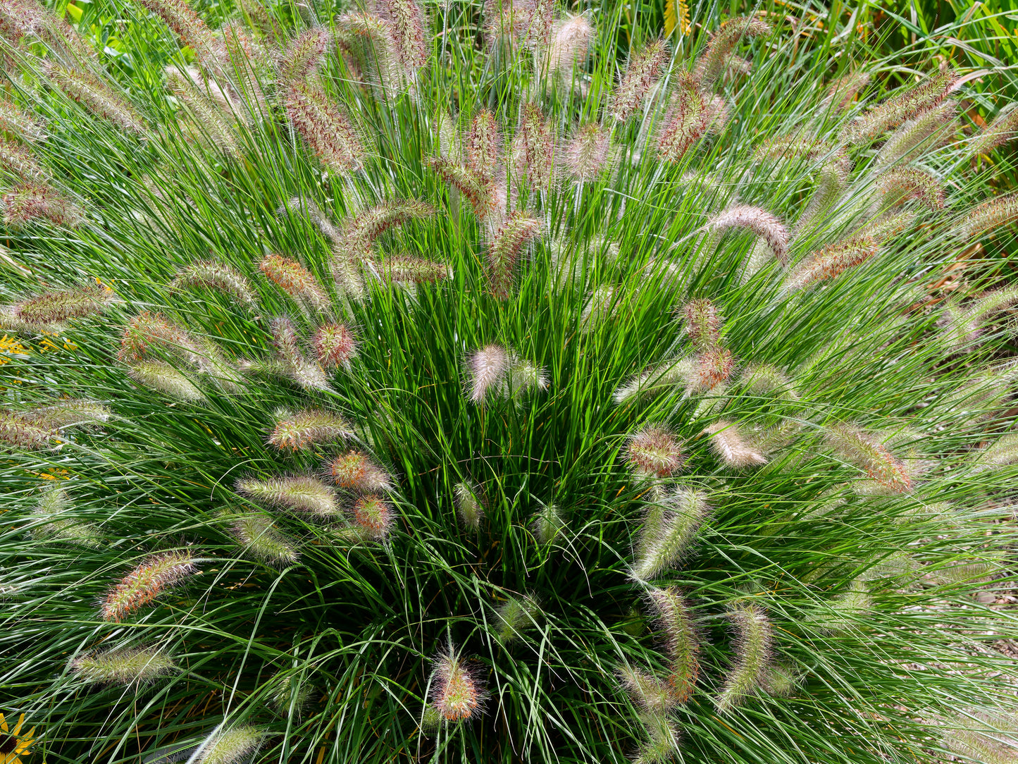 Pennisetum alopecuroides 'Hameln' (Lampenpoetsersgras)