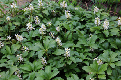 Pachysandra terminalis (Schaduwkruid)