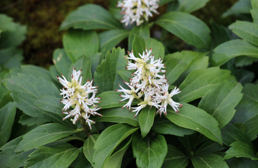 Pachysandra terminalis (Schaduwkruid)