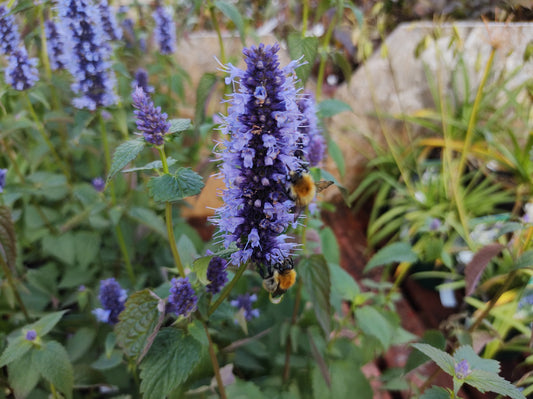 Agastache 'Blackadder' (Dropplant)