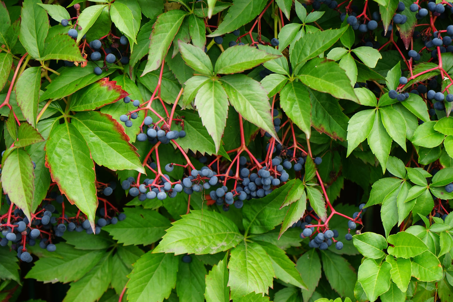 Parthenocissus quinquefolia (Vijfbladerige Wingerd)
