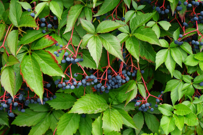 Parthenocissus quinquefolia (Vijfbladerige Wingerd)