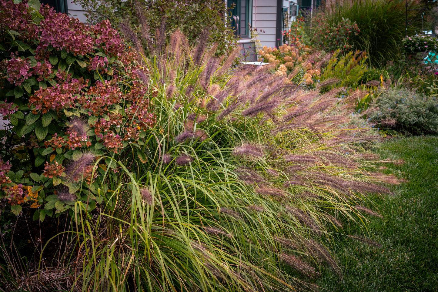 Pennisetum alopecuroides 'Redhead' (Lampenpoetsersgras)