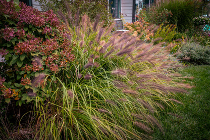 Pennisetum alopecuroides 'Redhead' (Lampenpoetsersgras)