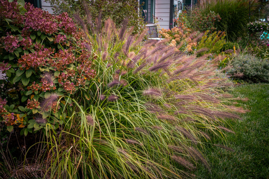 Pennisetum alopecuroides 'Redhead' (Lampenpoetsersgras)