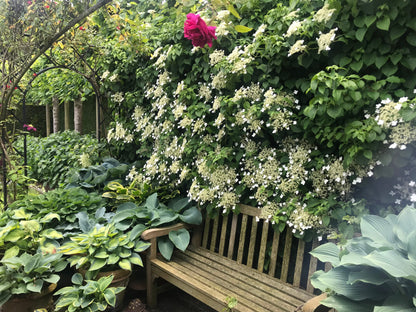 Hydrangea anomala petiolaris (klimhortensia)