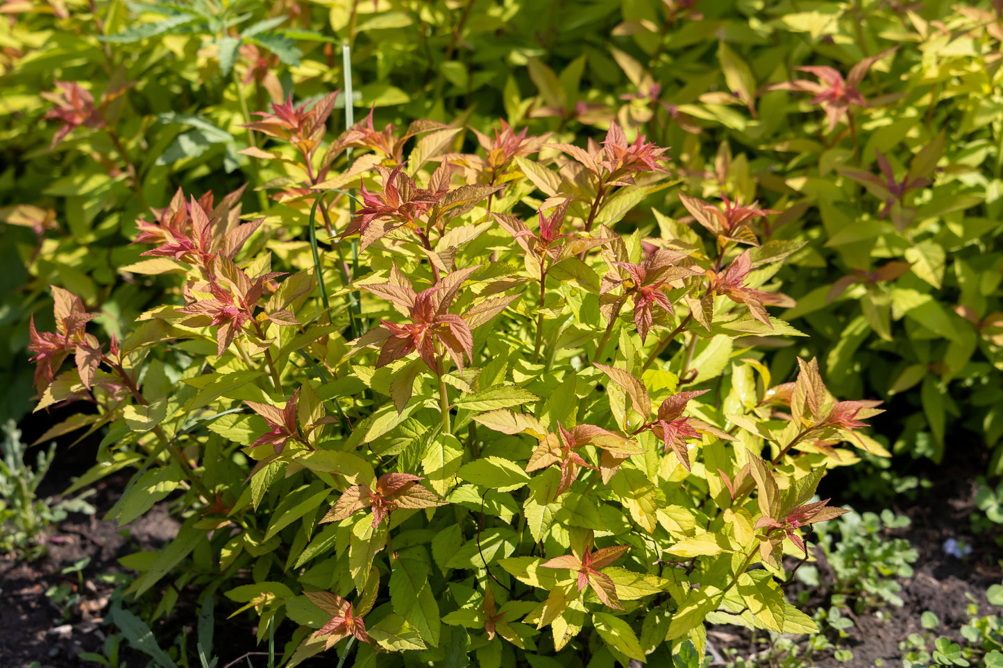 Spiraea japonica 'Goldflame' (Japanse Spierstruik)