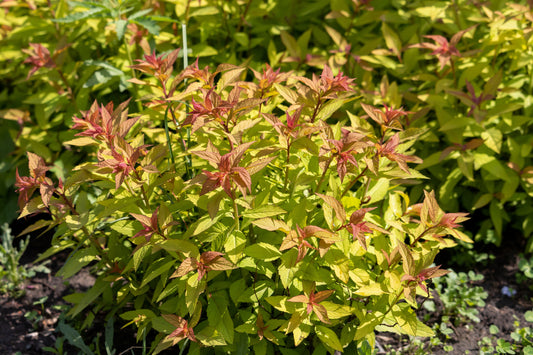 Spiraea japonica 'Goldflame' (Japanse Spierstruik)