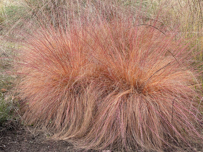 Sporobolus heterolepis (Prairiedruppelgras)