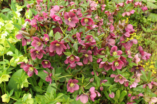 Helleborus orientalis (Lentenisroos)