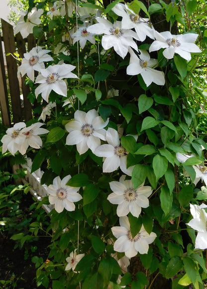 Clematis 'Miss Bateman' (Bosrank)