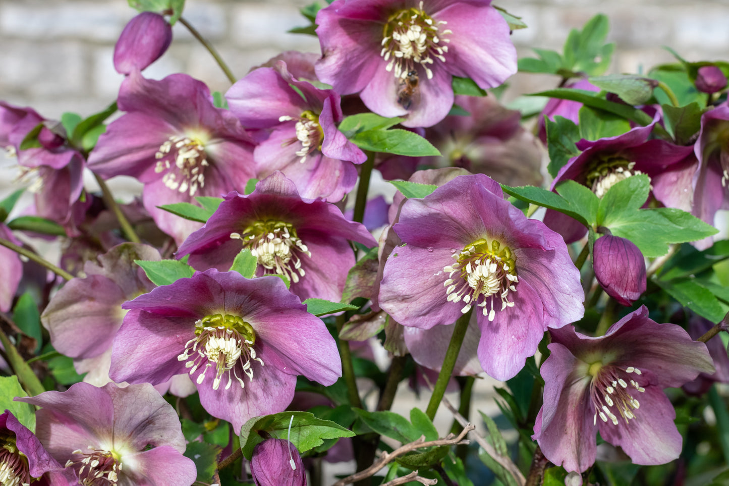 Helleborus orientalis (Lentenisroos)