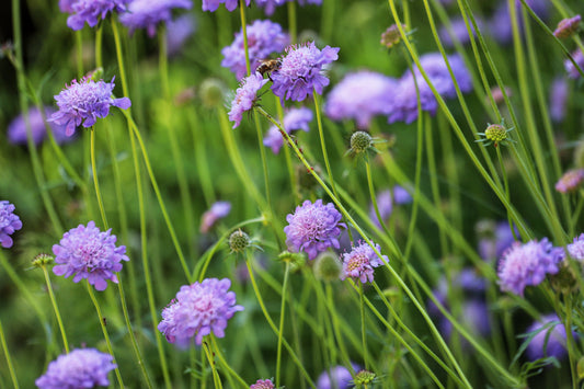 Scabiosa columbaria 'Butterfly Blue' (Duifkruid)