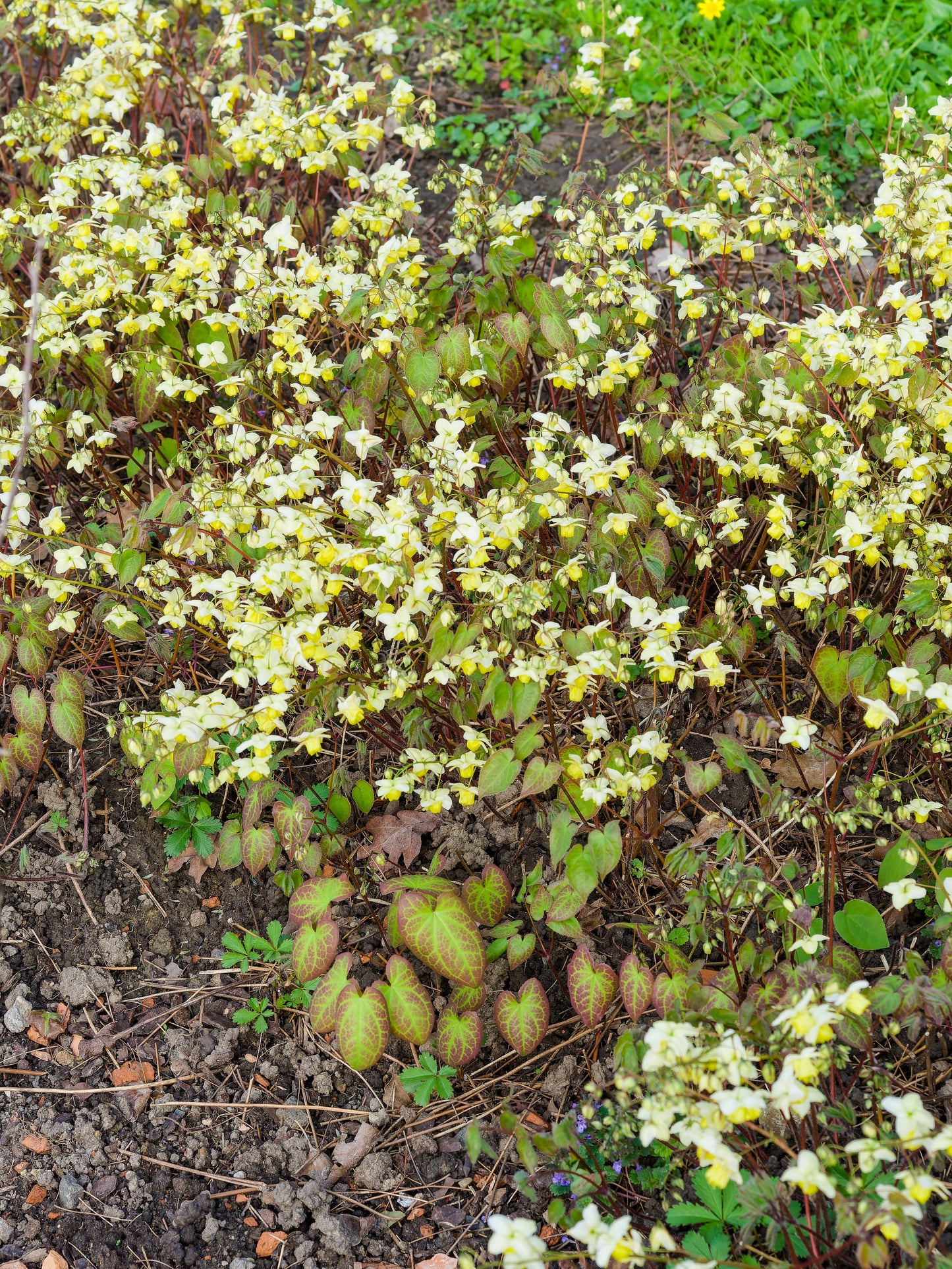 Epimedium perralc. 'Frohnleiten' (Elfenbloem)