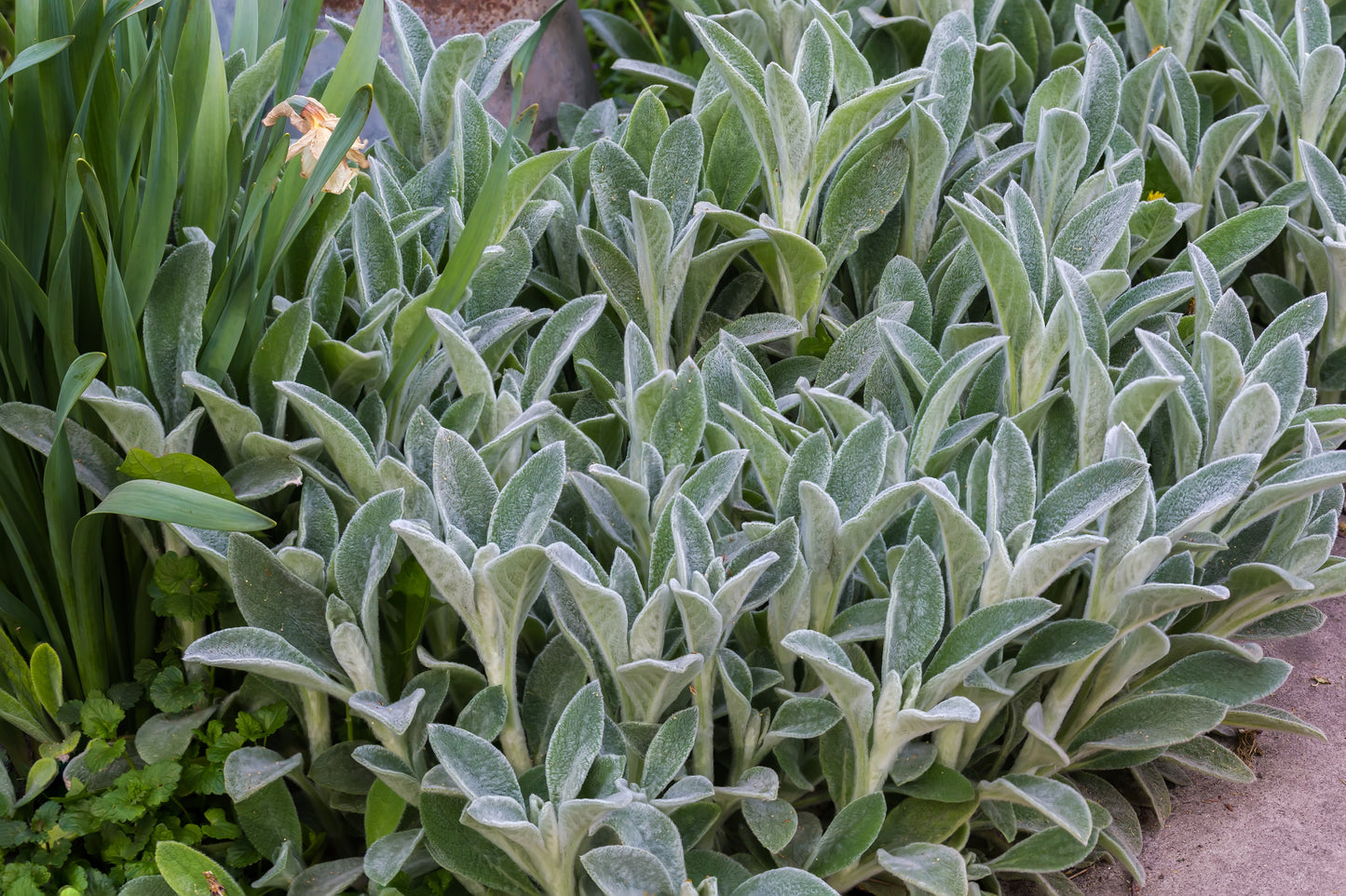 Stachys byzantina (Ezelsoren)