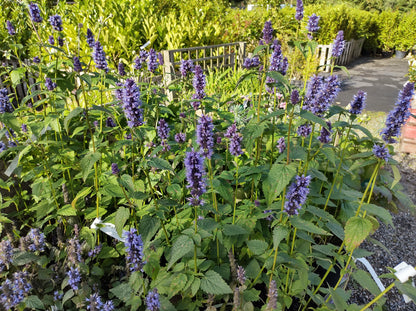 Agastache 'Blackadder' (Dropplant)