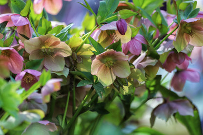 Helleborus orientalis (Lentenisroos)