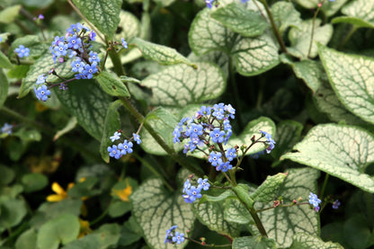 Brunnera macrophylla 'Jack Frost' (Kaukasisch vergeet-mij-nietje)