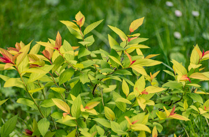 Spiraea japonica 'Goldflame' (Japanse Spierstruik)