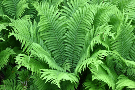 Matteuccia struthiopteris (Struisvaren)
